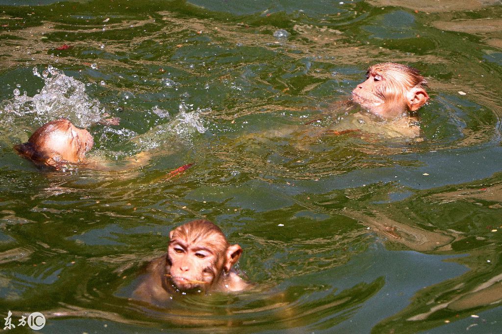 印度游泳选手赛场亮相，多人刷新个人最好成绩的简单介绍